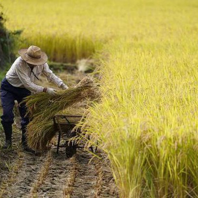 Quay lưng với gạo, nền kinh tế hàng đầu châu Á đối mặt mối đe dọa với an ninh quốc gia