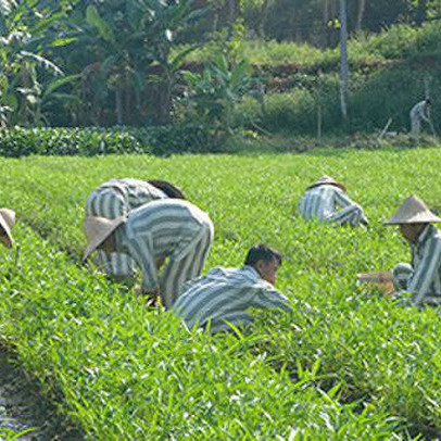 Quốc hội không đồng ý cho phạm nhân lao động ngoài trại giam