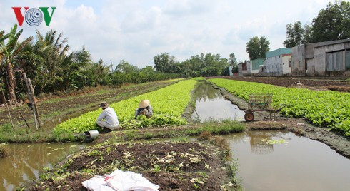 Rau màu vụ Tết ở Vĩnh Long chết nhiều do cơn mưa trái mùa - Ảnh 1.