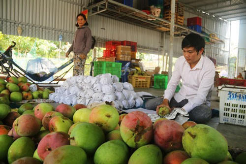 Săn xoài Úc khổng lồ ở Cam Lâm dịp Tết