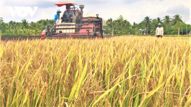 Sau hạn mặn, nông dân Tiền Giang được mùa, được giá vụ lúa Hè thu - Ảnh 2.