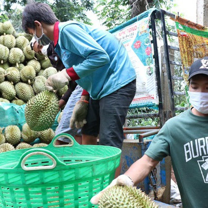 Sầu riêng được mùa, được giá