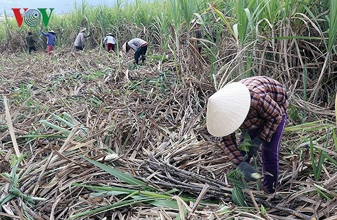 Sau vụ "mía đắng", nguy cơ nông dân ở Phú Yên sẽ bỏ trồng mía