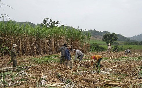 Sau vụ mía đắng, nguy cơ nông dân ở Phú Yên sẽ bỏ trồng mía - Ảnh 2.