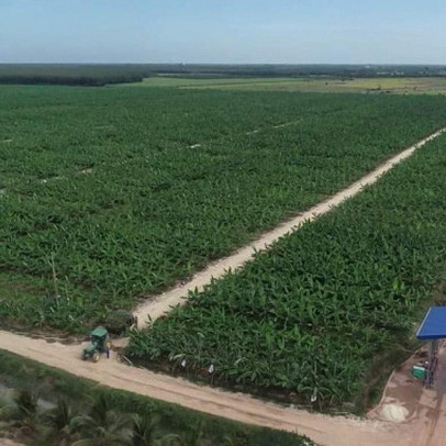 SBT xuất khẩu lô chuối Nam Mỹ đầu tiên sang Hàn Quốc