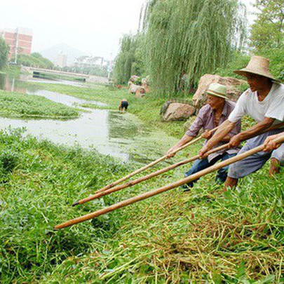 SCMP: Đập thủy điện lớn nhất thế giới lâm nguy vì sinh vật ngoại lai, TQ phải nhờ "đội quân 6 chân" giúp đỡ