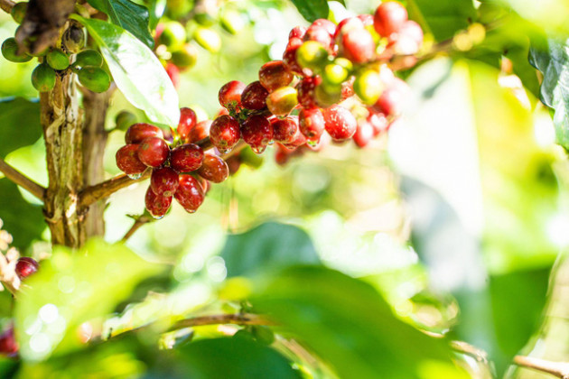 SHIN Cà Phê nâng tầm nông sản việt bằng bộ sản phẩm Quà tặng doanh nghiệp - Ảnh 4. SHIN Cà Phê nâng tầm nông sản việt bằng bộ sản phẩm Quà tặng doanh nghiệp - Ảnh 4.