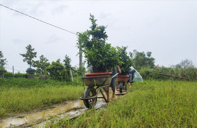 Sợ trắng tay, thủ phủ mai vàng tất bật chạy lũ - Ảnh 2.