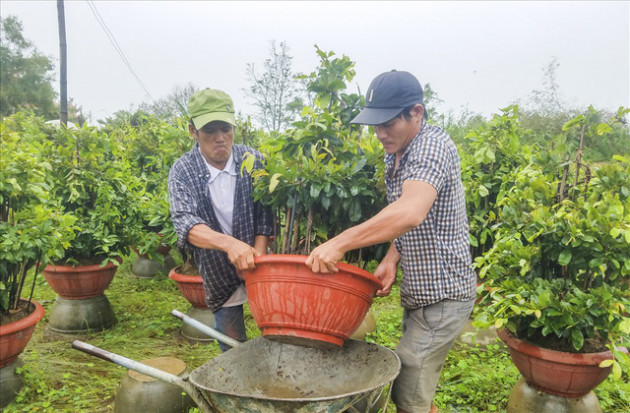 Sợ trắng tay, thủ phủ mai vàng tất bật chạy lũ - Ảnh 3.