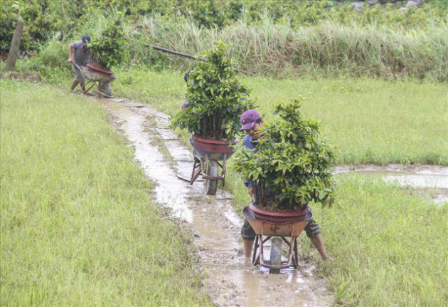 Sợ trắng tay, thủ phủ mai vàng tất bật chạy lũ - Ảnh 6.