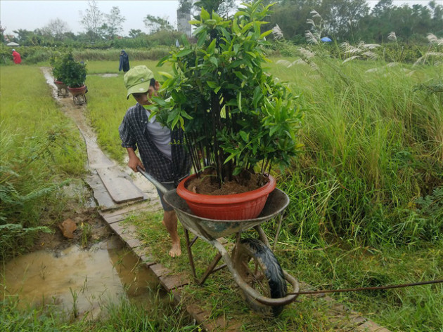 Sợ trắng tay, thủ phủ mai vàng tất bật chạy lũ - Ảnh 9.