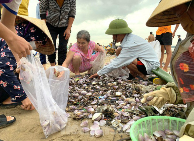 Sóng đưa lộc vào bờ, người dân đổ xô đi nhặt kiếm bạc triệu chỉ trong vài giờ - Ảnh 3.