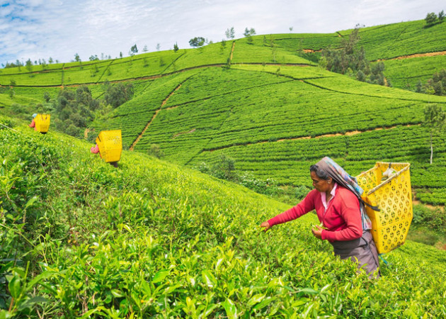 Sri Lanka – hòn đảo ‘thiên đường’ từng lọt danh sách những điểm đến hàng đầu, du lịch từng đóng góp 12% GDP toàn quốc - Ảnh 4.