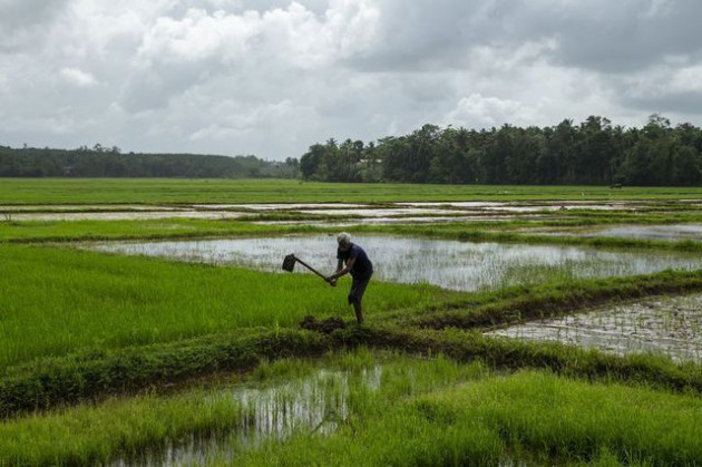 Sri Lanka và cuộc khủng hoảng tồi tệ chưa từng có: Nông dân ngừng cấy lúa, người lao động được nghỉ ở nhà để tự cung tự cấp lương thực - Ảnh 1.