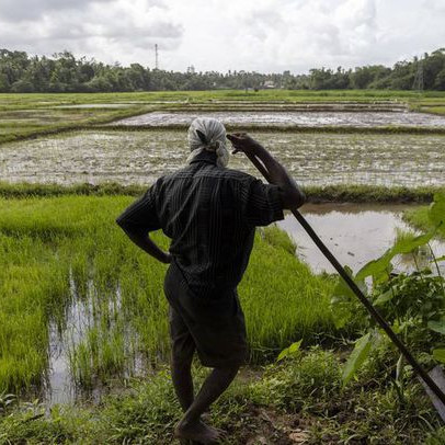 Sri Lanka và cuộc khủng hoảng tồi tệ chưa từng có: Nông dân ngừng cấy lúa, người lao động được nghỉ ở nhà để 'tự cung tự cấp' lương thực