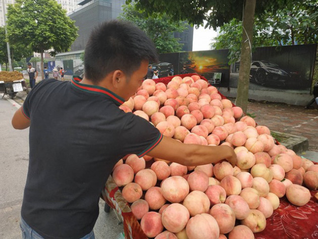 Sự thật về mận, đào “khổng lồ” đóng mác nông sản Sa Pa