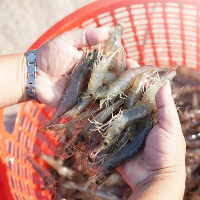 Super Shield - Thức ăn hỗn hợp tiên phong đến từ Grobest