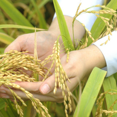 Syngenta đồng hành cùng nông nghiệp bền vững