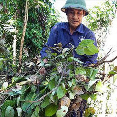 Tan giấc mộng tỷ phú vì hồ tiêu