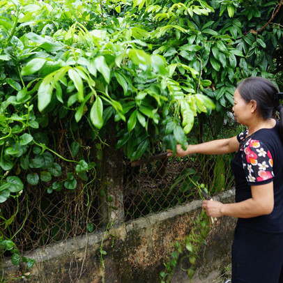 Tan hoang 'thủ phủ' nuôi lợn miền Bắc sau dịch tả châu Phi