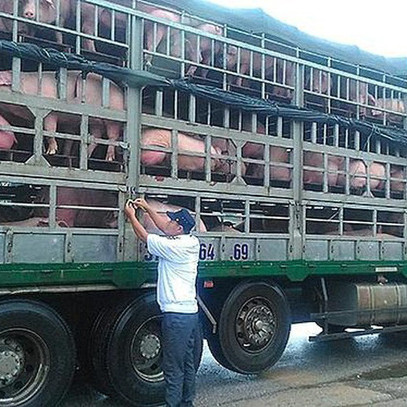 Tăng cường phòng, chống dịch tả lợn Châu Phi tại các đầu mối giao thông