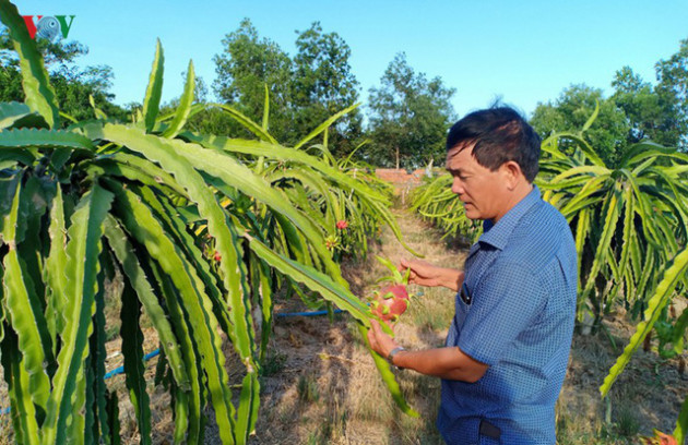 Tăng giá điện, người trồng Thanh Long đứng ngồi không yên - Ảnh 1.