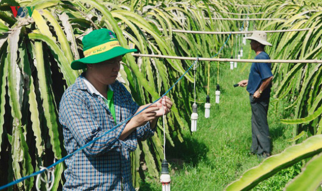 Tăng giá điện, người trồng Thanh Long đứng ngồi không yên - Ảnh 3.