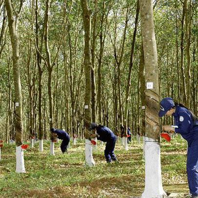 Tập đoàn cao su (GVR): Chỉ duy trì mảng cao su, ngược lại đẩy mạnh sáp nhập mảng gỗ và phát triển làm khu công nghiệp, tiếp tục hoàn thiện thủ tục niêm yết HoSE