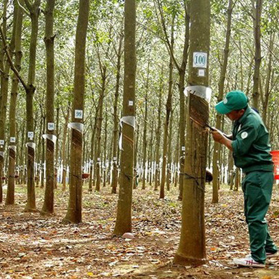 Tập đoàn Cao su (GVR) đặt mục tiêu lãi sau thuế 4.600 tỷ đồng trong năm 2021