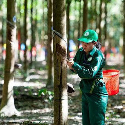 Tập đoàn Cao su (GVR): Lợi nhuận sau thuế quý 4 đạt 1.786 tỷ đồng, giảm 44% so với cùng kỳ 2020