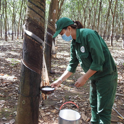 Tập đoàn Cao su sẽ chuyển đổi 100.000 ha đất để làm khu công nghiệp, nông nghiệp công nghệ cao