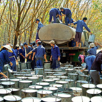 Tập đoàn Cao su Việt Nam (GVR): Quý 3 lãi hơn 1.219 cao gấp 2,5 lần cùng kỳ