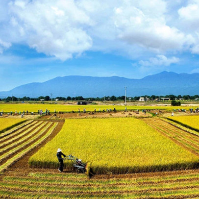 TAR giảm mạnh, Tổng Giám đốc Nông nghiệp Công nghệ cao Trung An vẫn đăng ký bán hết hơn 9 triệu cổ phiếu