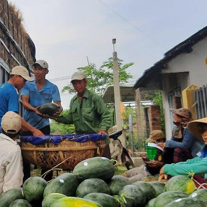 Tem có chữ Trung Quốc dán trên dưa hấu Việt là tem gì?