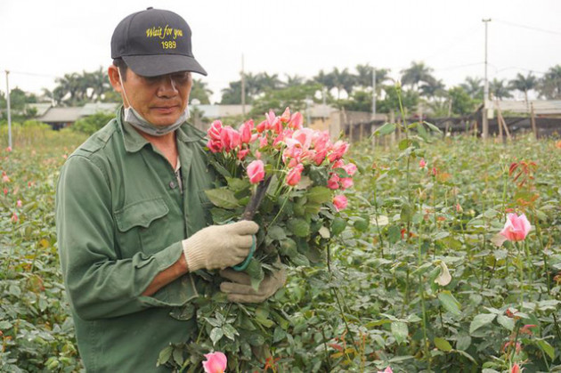 'Thấm đòn' Covid-19, giá hoa 8/3 giảm một nửa, người trồng lỗ nặng