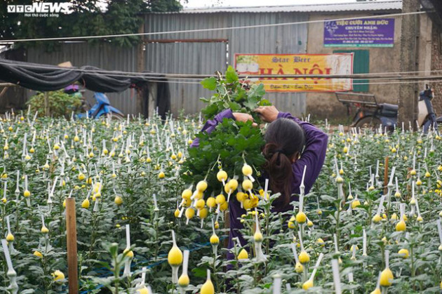 Thấm đòn Covid-19, giá hoa 8/3 giảm một nửa, người trồng lỗ nặng - Ảnh 4.