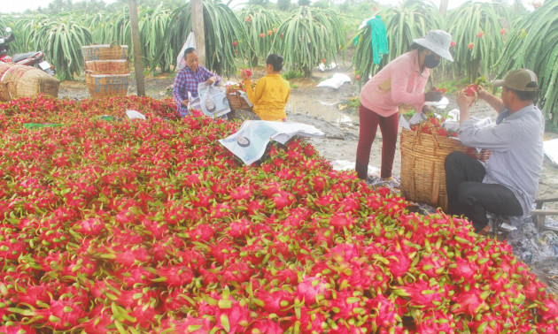 Thanh long bán được giá nhờ có chỉ dẫn địa lý - Ảnh 1.