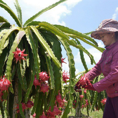 Thanh long bán được giá nhờ có chỉ dẫn địa lý