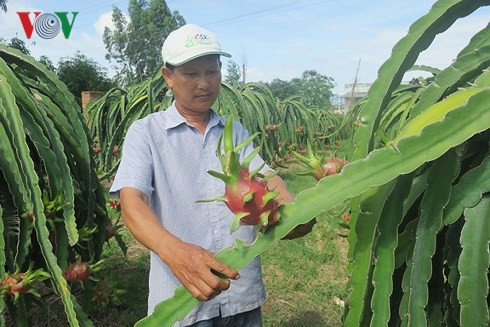 Thanh long Bình Thuận đột ngột tăng giá nhờ dịp Trung thu