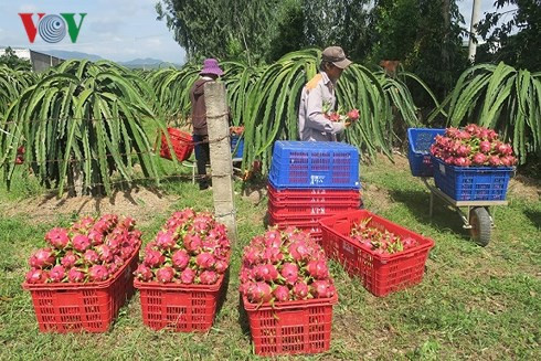 Thanh long Bình Thuận đột ngột tăng giá nhờ dịp Trung thu - Ảnh 2.