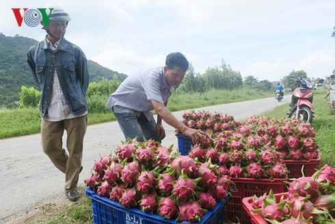 Thanh long Bình Thuận đột ngột tăng giá nhờ dịp Trung thu - Ảnh 3.