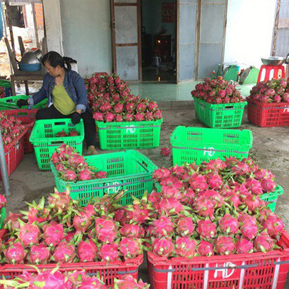 Thanh long Bình Thuận sẽ tăng giá mạnh trong những ngày tới?