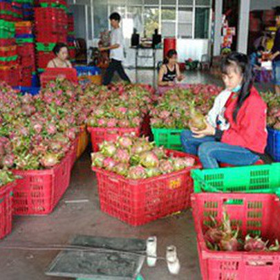 Thanh long Bình Thuận tăng giá đột biến