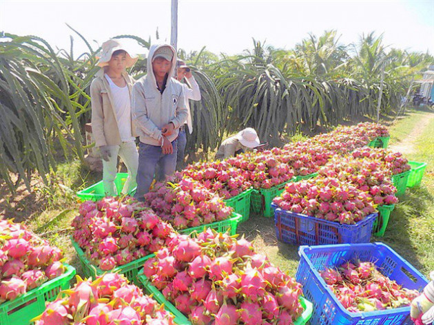 Thanh long có giá cao trở lại, nhà vườn Bình Thuận kỳ vọng vụ tết - Ảnh 1.