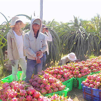 Thanh long có giá cao trở lại, nhà vườn Bình Thuận kỳ vọng vụ tết