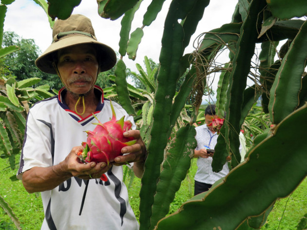 Thanh long tắc đường sang Nhật, nông dân như "ngồi trên lửa"