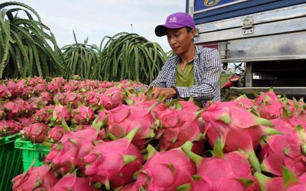 Thanh long tại vườn 2.000 đồng/kg, người tiêu dùng vẫn mua với giá cao gấp 10 lần - Ảnh 1.