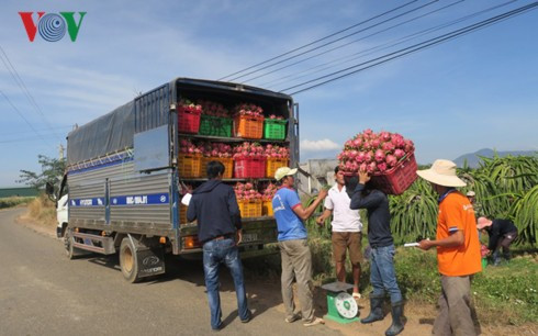 Thanh long vụ Tết giá thấp do thương lái thu mua cầm chừng - Ảnh 2.