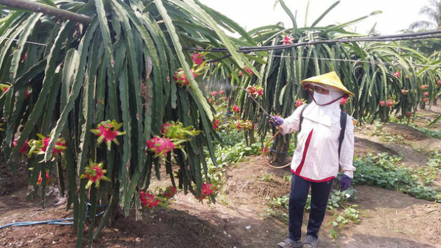 Thanh long “xuống dốc”, nhà vườn lao đao - Ảnh 1.