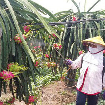 Thanh long “xuống dốc”, nhà vườn lao đao